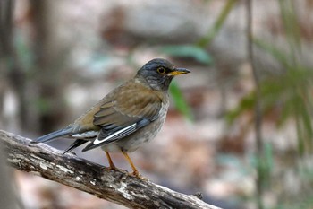 Pale Thrush 大高緑地公園 Wed, 3/20/2024