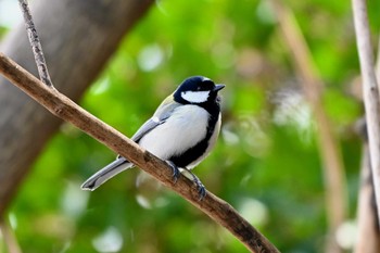 Japanese Tit 大高緑地公園 Wed, 3/20/2024