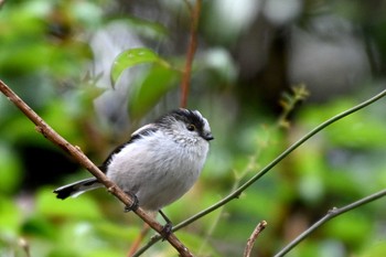 Long-tailed Tit 大高緑地公園 Wed, 3/20/2024