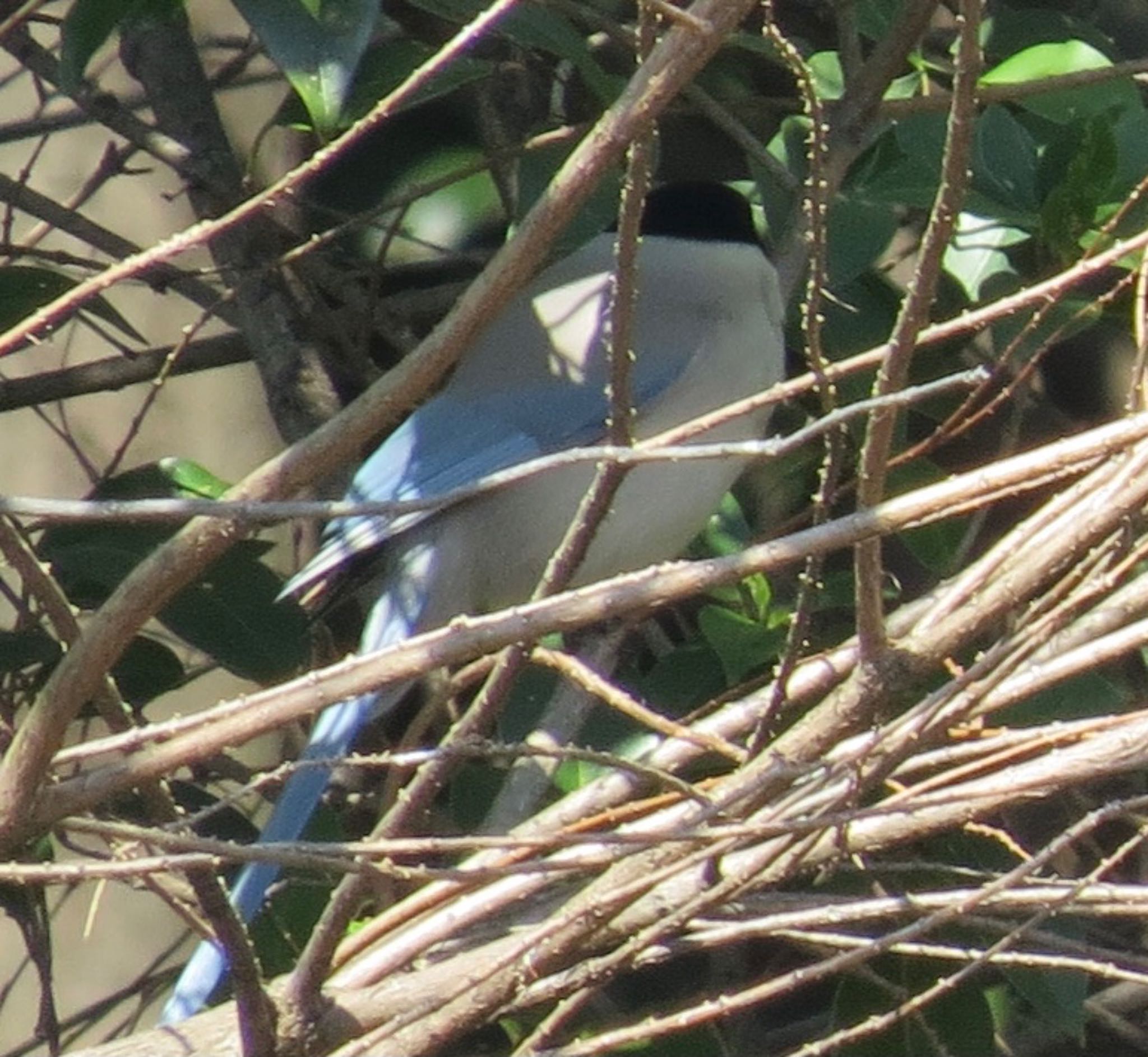 都立浮間公園 オナガの写真 by Haruki🦜