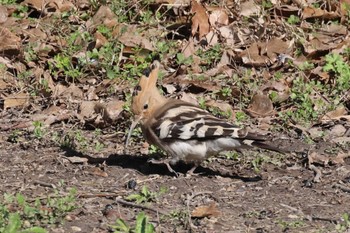 2024年3月10日(日) 世紀公園（上海）の野鳥観察記録