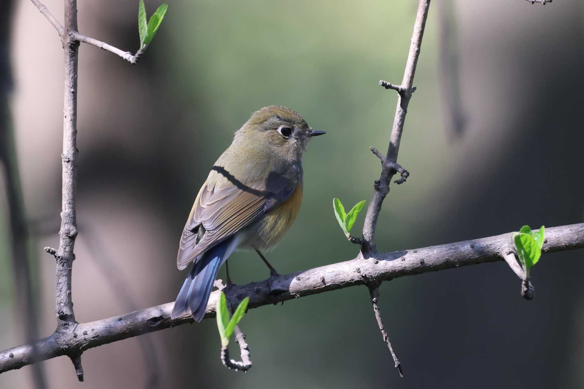 Photo of Red-flanked Bluetail at 世紀公園（上海） by ぼぼぼ