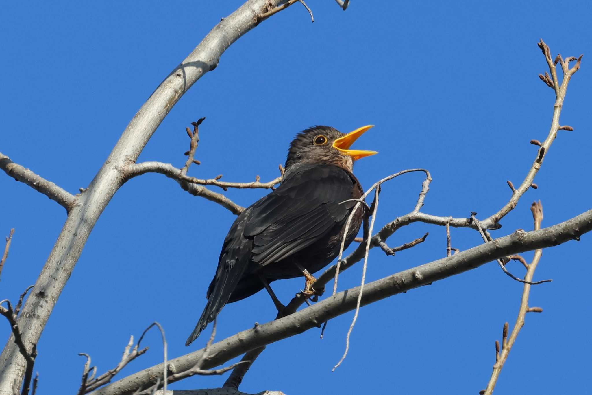 Photo of Chinese Blackbird at 世紀公園（上海） by ぼぼぼ