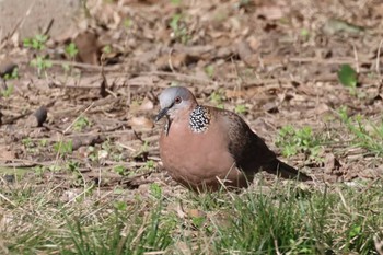 カノコバト 世紀公園（上海） 2024年3月10日(日)