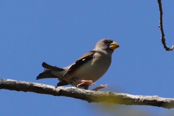 Chinese Grosbeak 世紀公園（上海） Sun, 3/10/2024