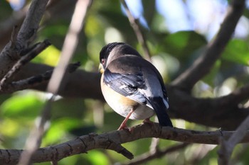 Chinese Grosbeak 世紀公園（上海） Sun, 3/10/2024