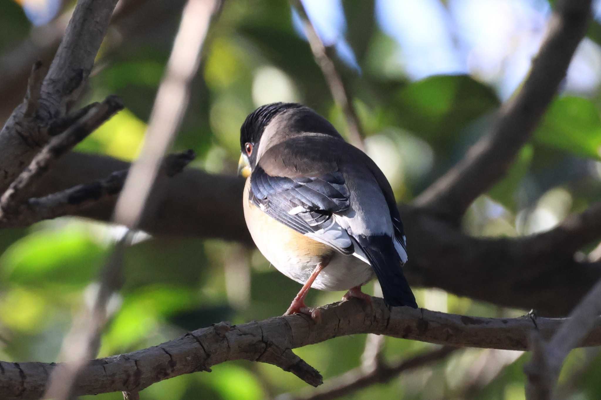 Photo of Chinese Grosbeak at 世紀公園（上海） by ぼぼぼ