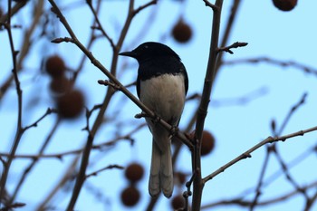 シキチョウ 世紀公園（上海） 2024年3月10日(日)