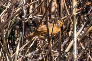 ガビチョウ 涸沼自然公園 2024年3月20日(水)