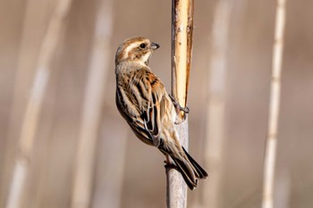 Common Reed Bunting 涸沼自然公園 Wed, 3/20/2024