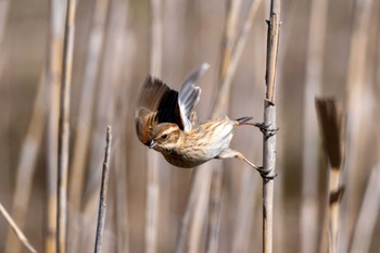 Common Reed Bunting 涸沼自然公園 Wed, 3/20/2024