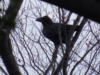 Northern Raven Higashitakane Forest park Sun, 3/10/2024