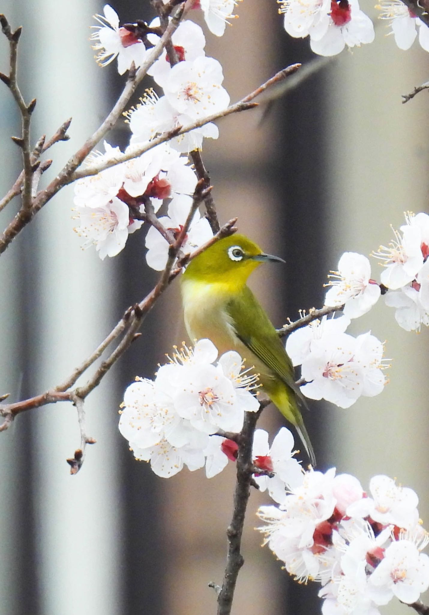 Photo of Warbling White-eye at 岐阜梅林公園 by じゃすみん 岐阜ラブ❤︎