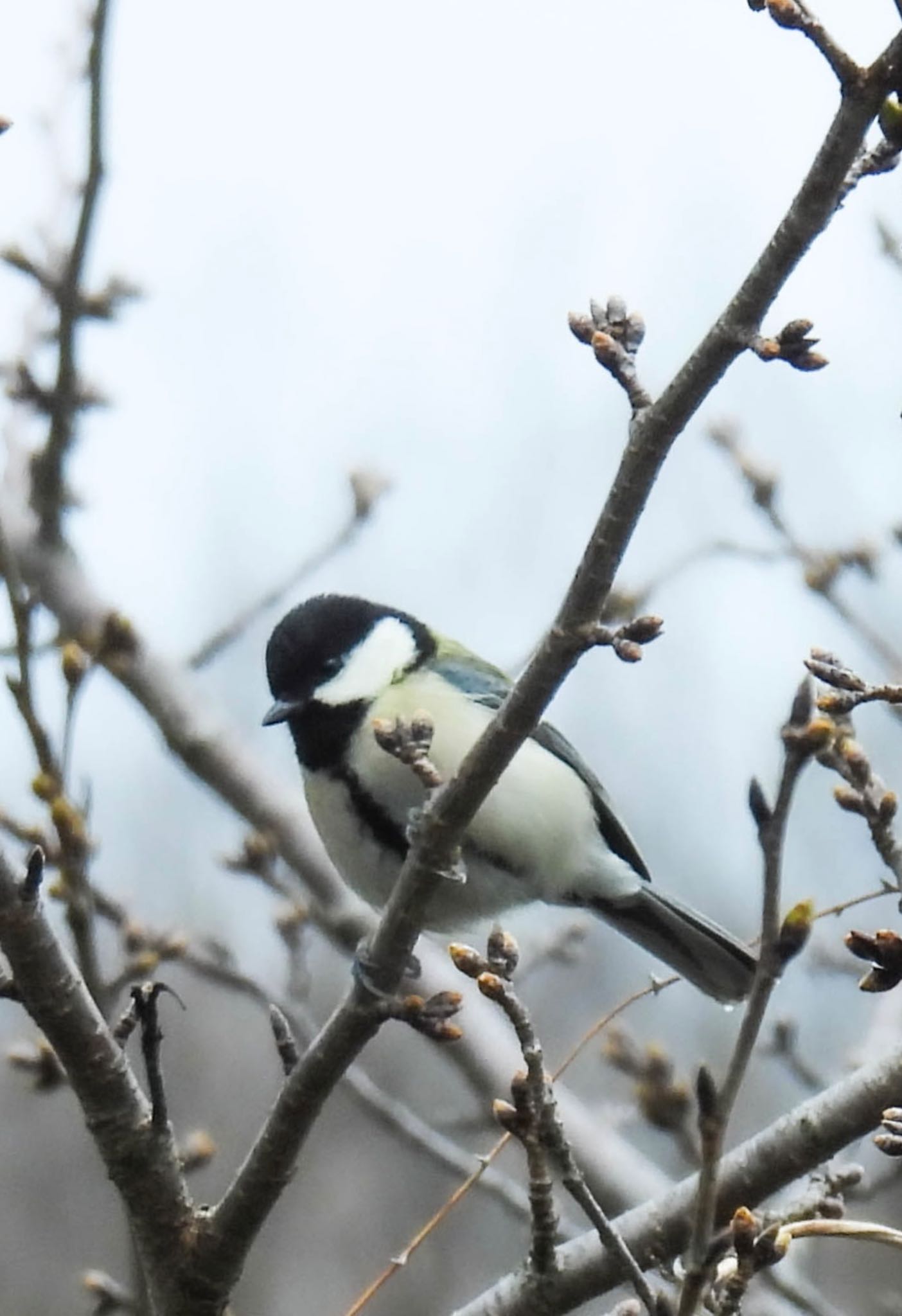 Photo of Japanese Tit at 岐阜梅林公園 by じゃすみん 岐阜ラブ❤︎