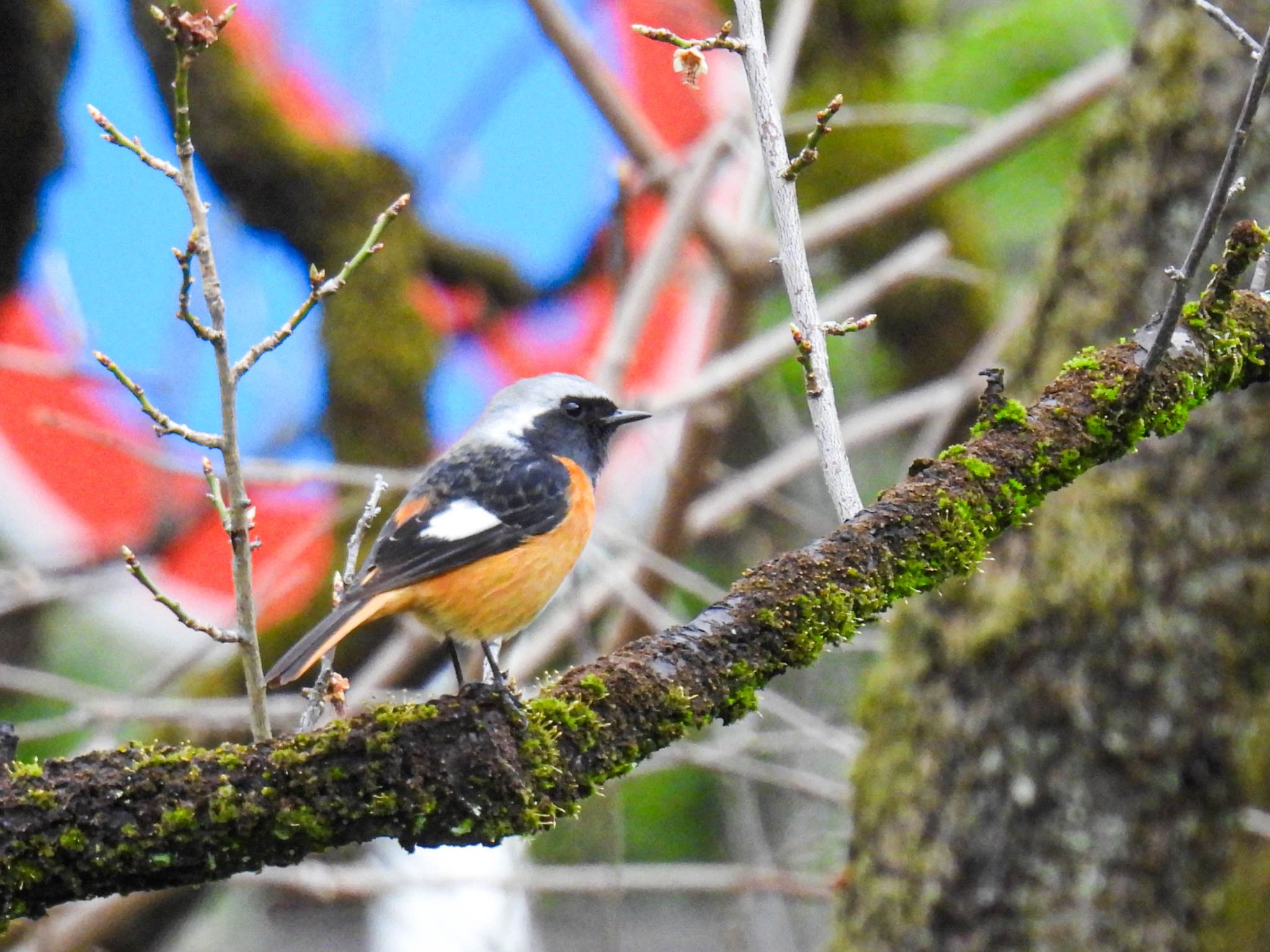 Photo of Daurian Redstart at 岐阜梅林公園 by じゃすみん 岐阜ラブ❤︎