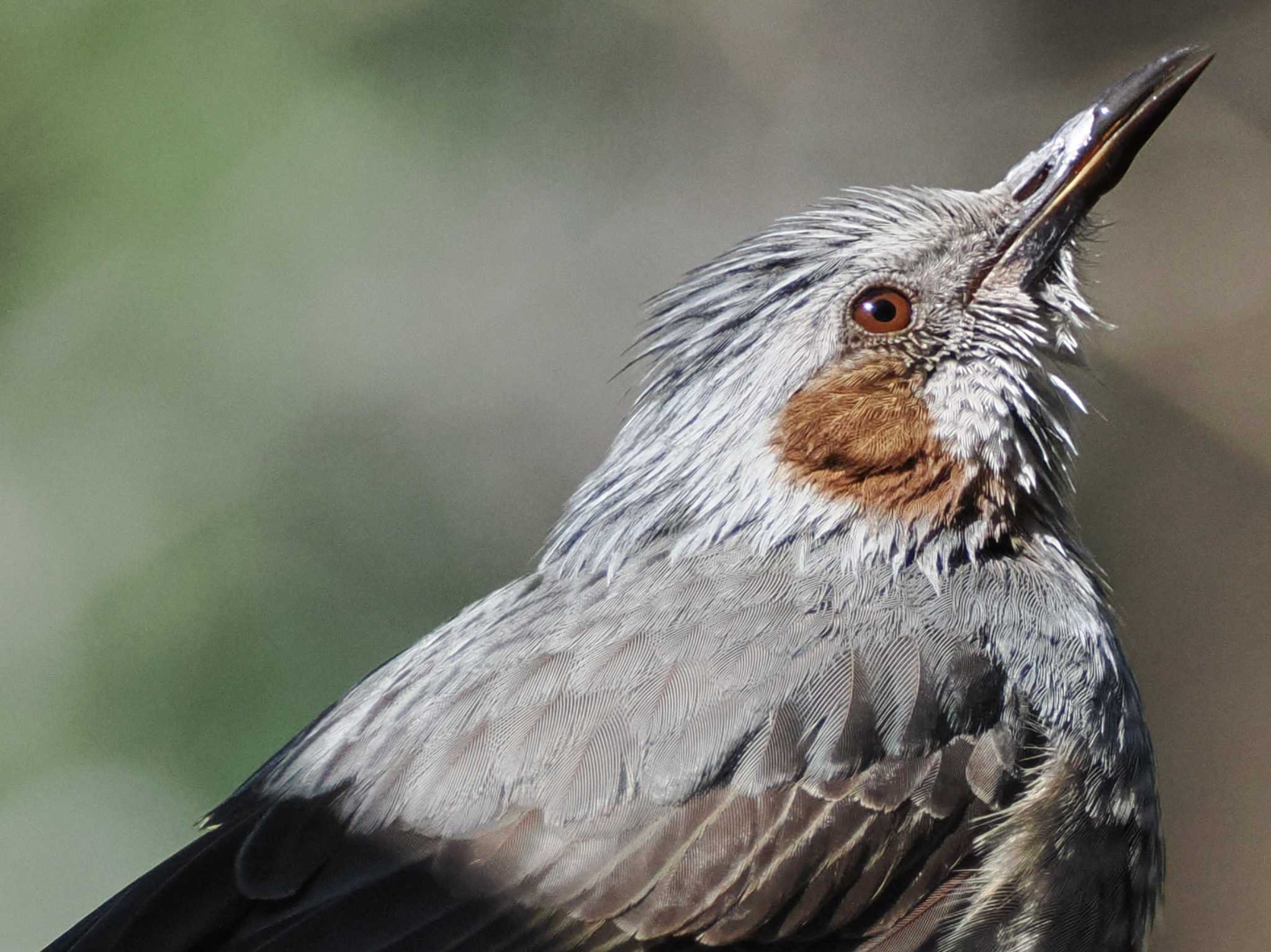 Brown-eared Bulbul