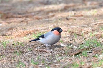 2024年3月17日(日) 高崎自然の森の野鳥観察記録