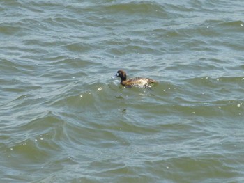 Greater Scaup 日の出三番瀬沿い緑道 Wed, 3/20/2024