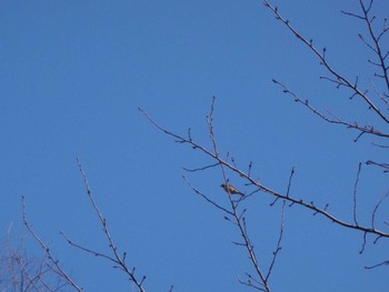 Red-flanked Bluetail Satomi Park Mon, 2/12/2024