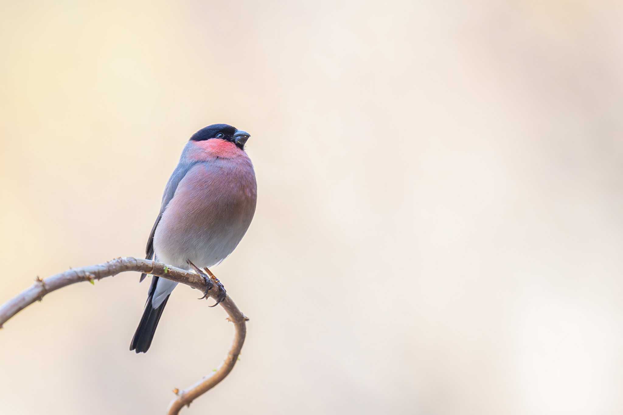 Eurasian Bullfinch(rosacea)