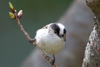 エナガ 昆陽池公園 2024年3月20日(水)