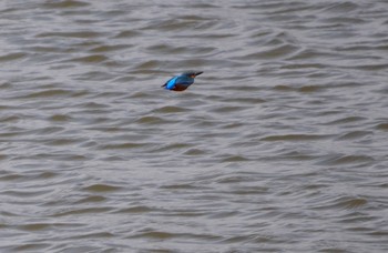 カワセミ 昆陽池公園 2024年3月20日(水)