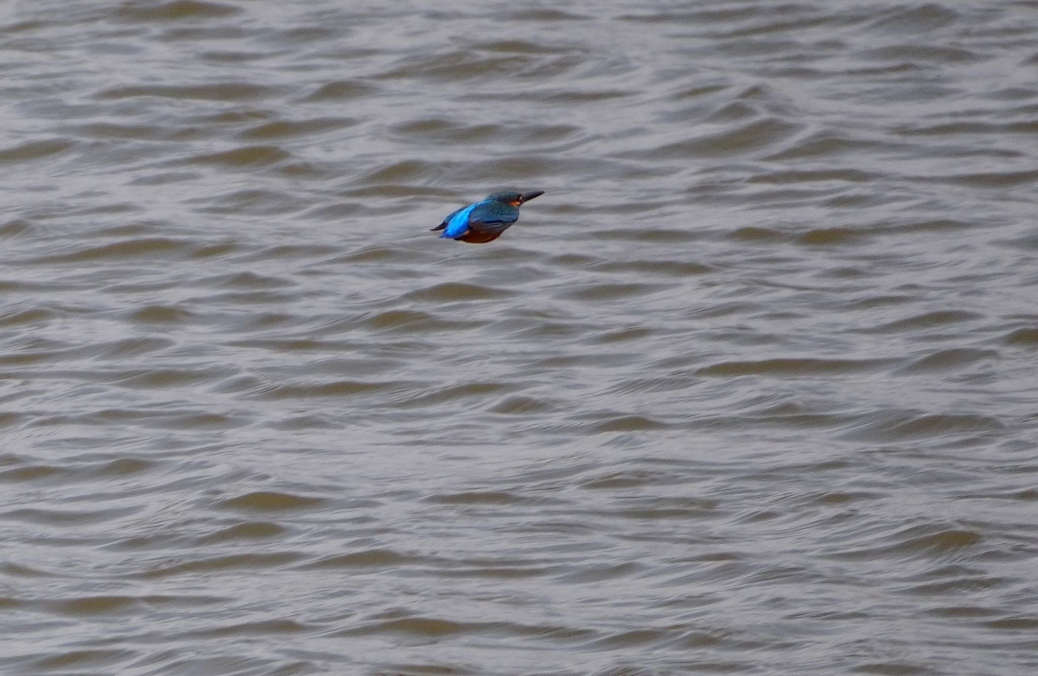 Photo of Common Kingfisher at Koyaike Park by アルキュオン