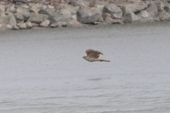 2024年3月20日(水) 昆陽池公園の野鳥観察記録