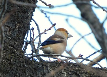 Wed, 3/20/2024 Birding report at Shinjuku Gyoen National Garden