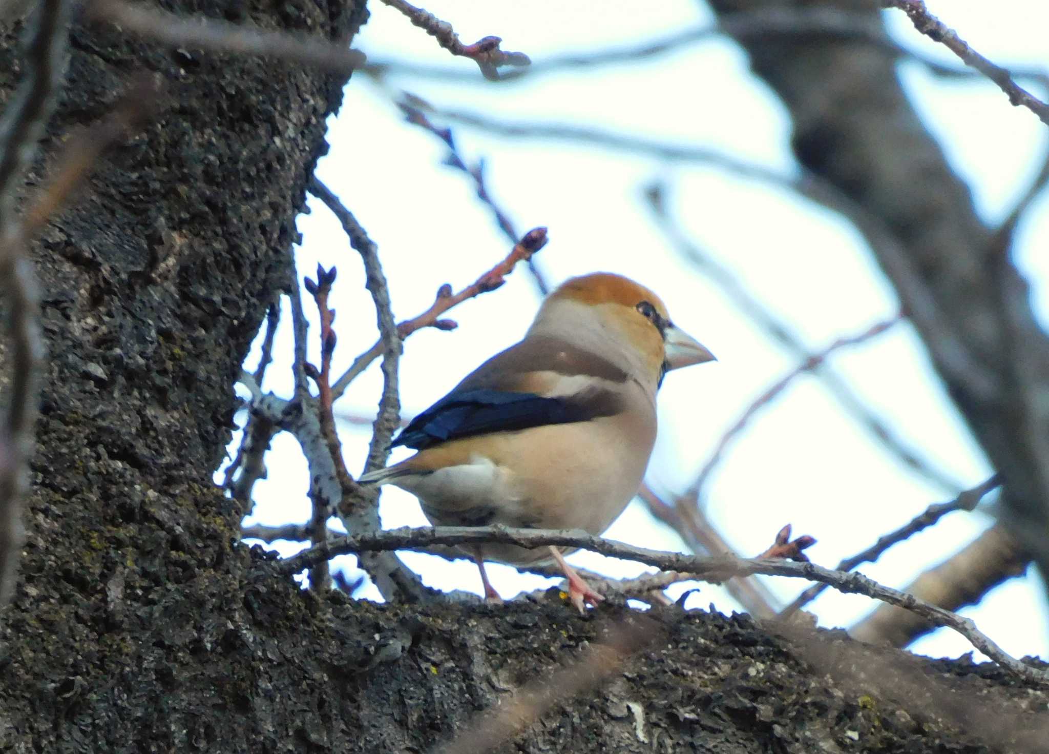 Photo of Hawfinch at Shinjuku Gyoen National Garden by morinokotori