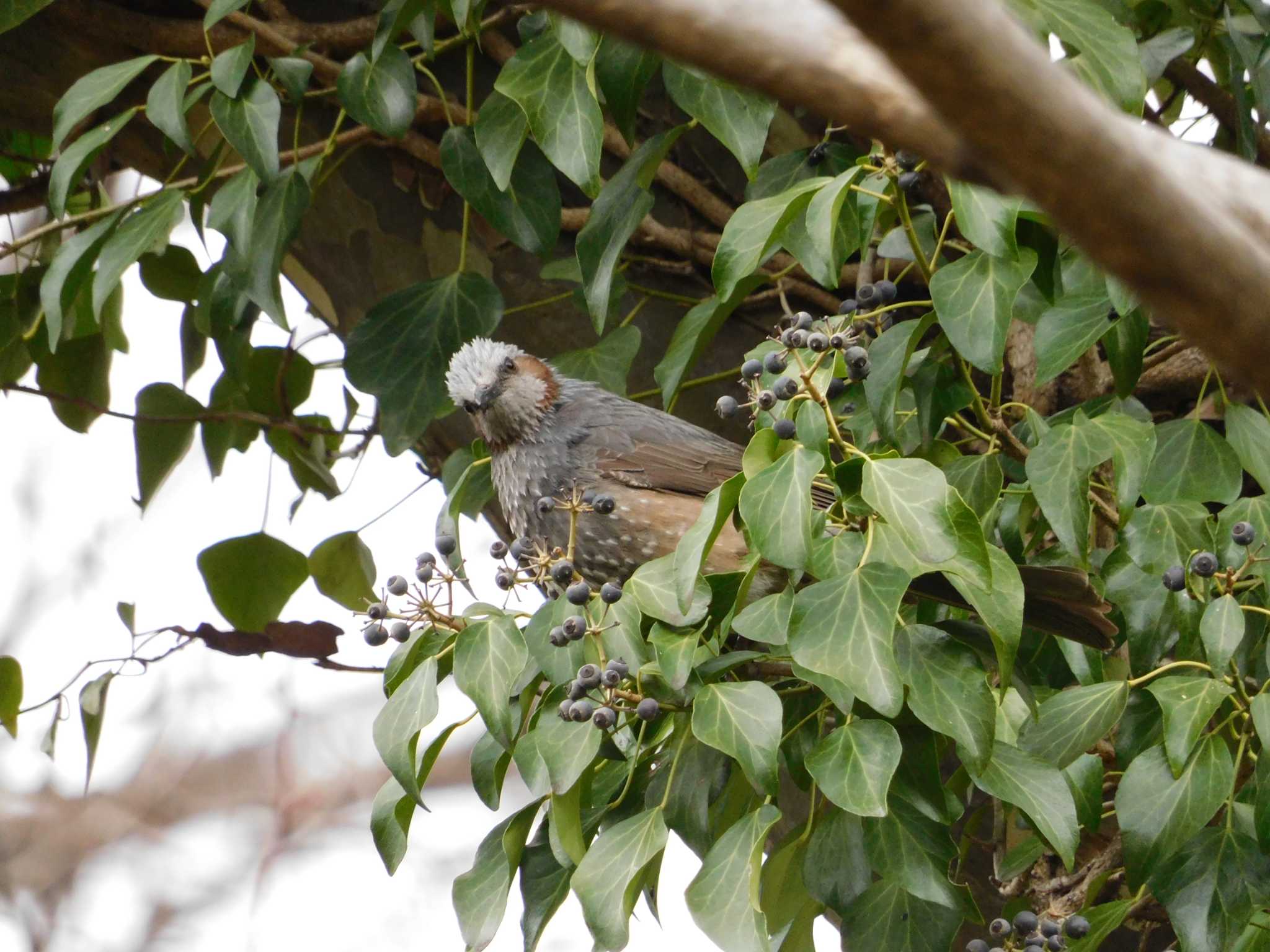 Brown-eared Bulbul