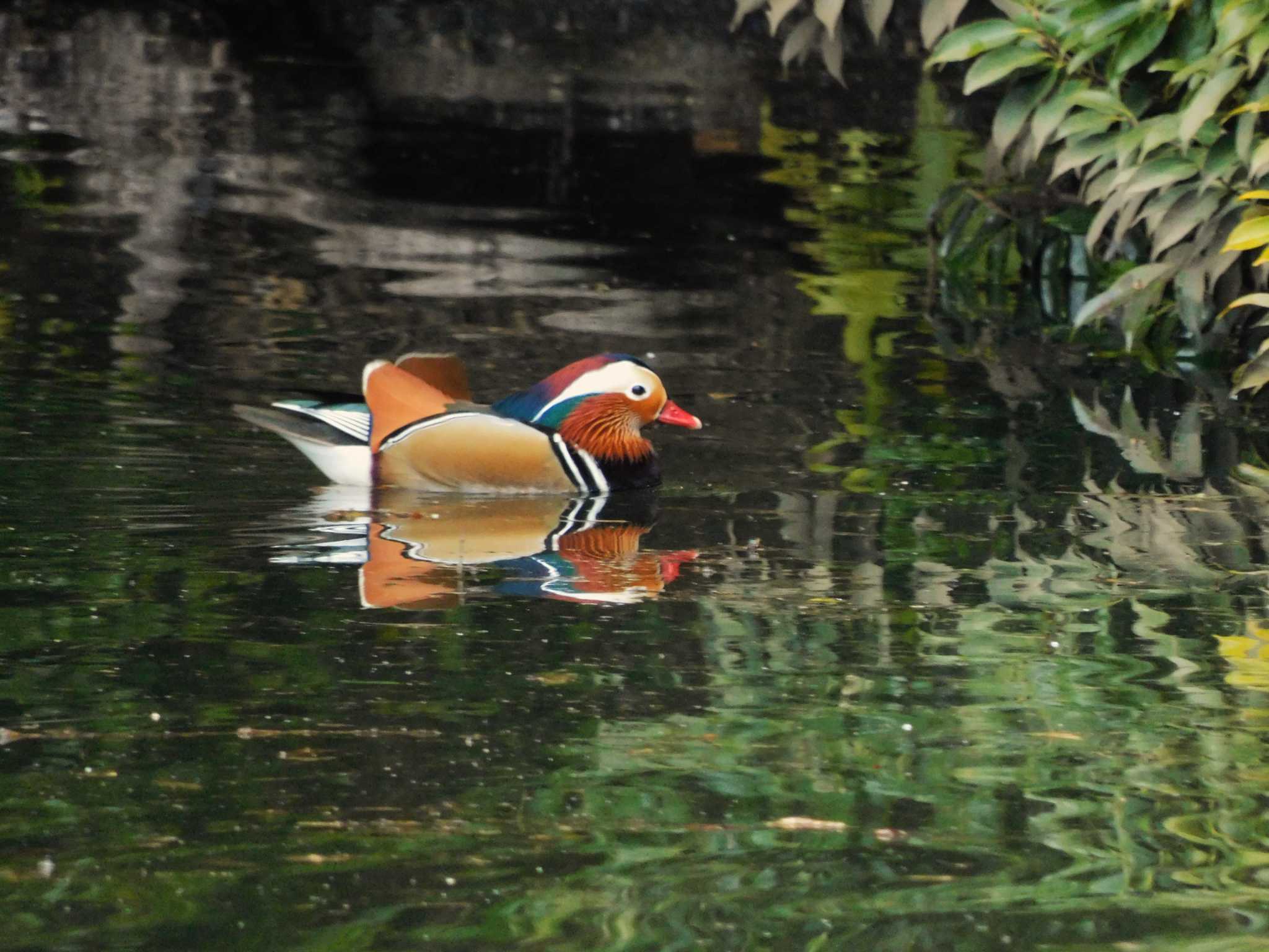 Photo of Mandarin Duck at Shinjuku Gyoen National Garden by morinokotori