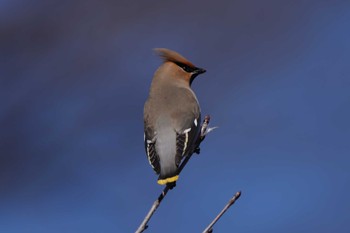 Bohemian Waxwing Unknown Spots Wed, 3/20/2024