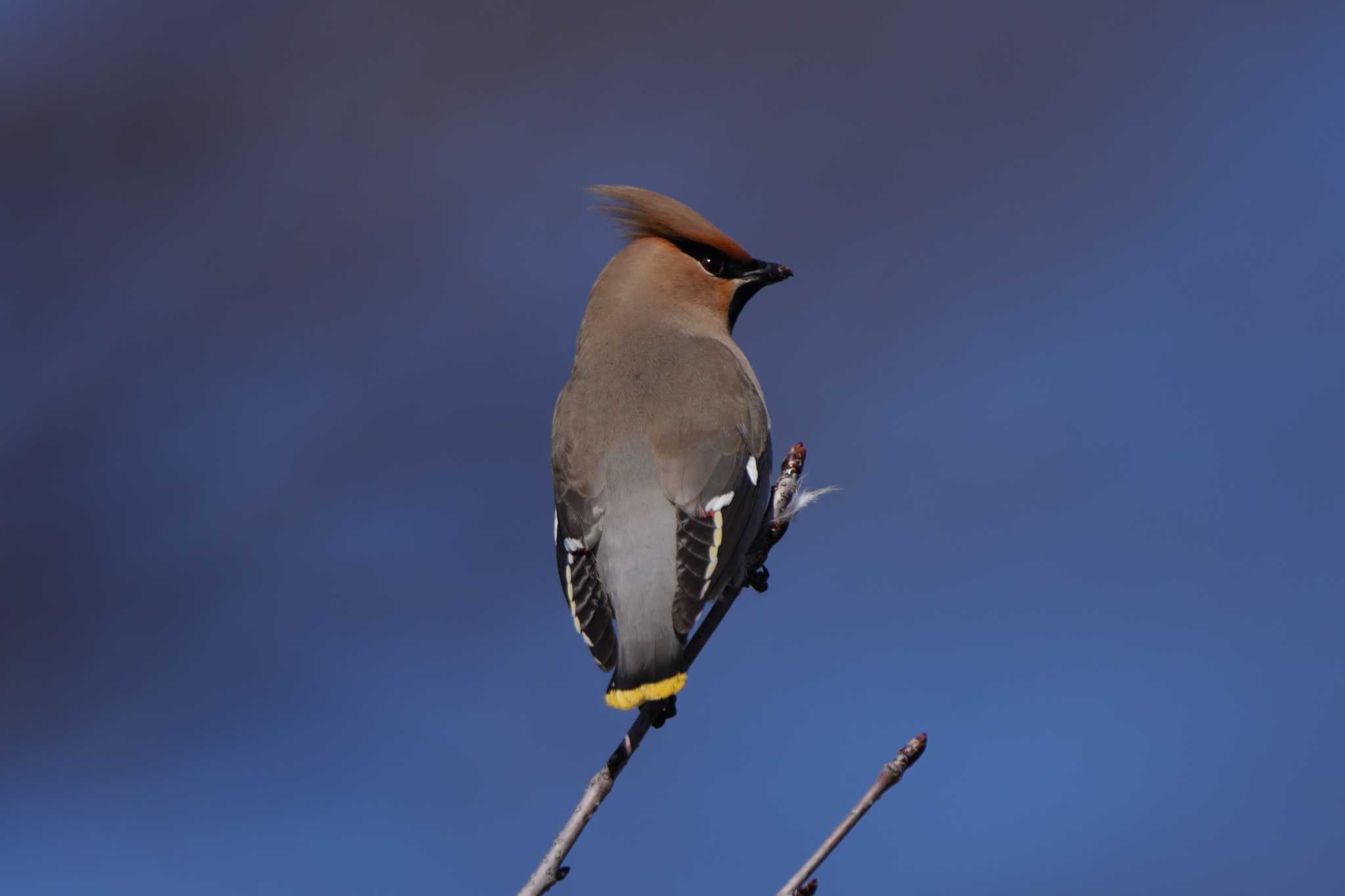 Photo of Bohemian Waxwing at  by ace