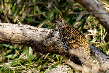 White's Thrush Maioka Park Wed, 3/20/2024