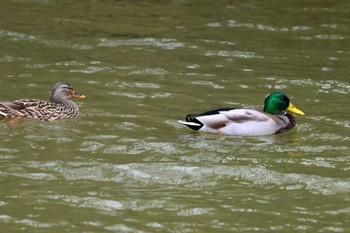 Mallard 大高緑地公園 Wed, 3/20/2024