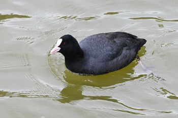 Eurasian Coot 大高緑地公園 Wed, 3/20/2024