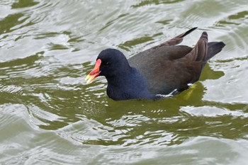 Common Moorhen 大高緑地公園 Wed, 3/20/2024