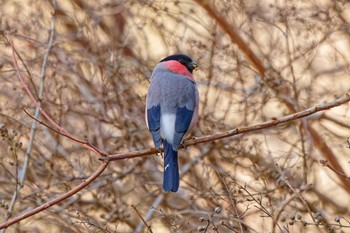 2024年3月20日(水) 早戸川林道の野鳥観察記録