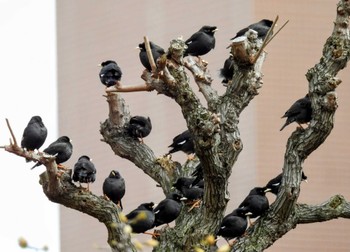 Crested Myna 大阪市此花区 Wed, 3/20/2024