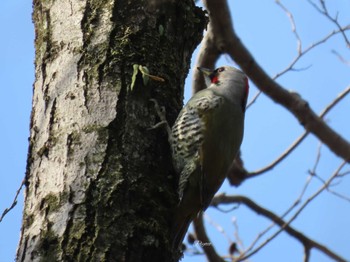 Japanese Green Woodpecker 泉の森公園 Sun, 3/17/2024