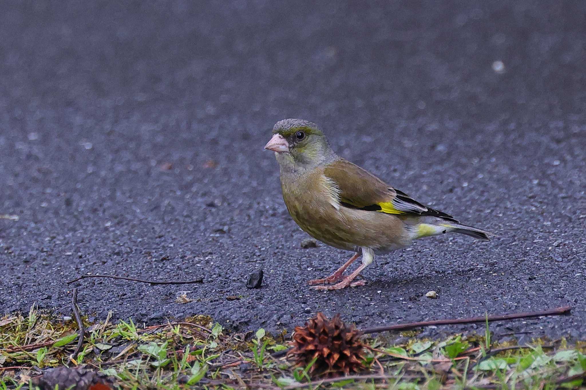 ロクハ公園(滋賀県草津市) カワラヒワの写真 by minonono