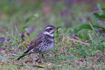 ツグミ ロクハ公園(滋賀県草津市) 2024年3月20日(水)