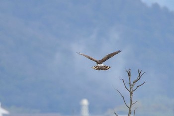 ハイイロチュウヒ 西の湖（滋賀県） 2024年3月20日(水)