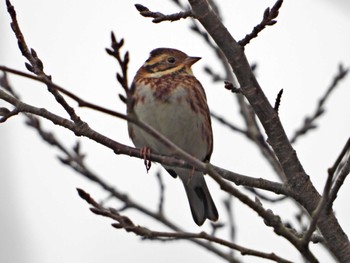 Wed, 1/3/2024 Birding report at 大谷ヶ原萬葉公園(大亀沼) 埼玉県入間郡越生町