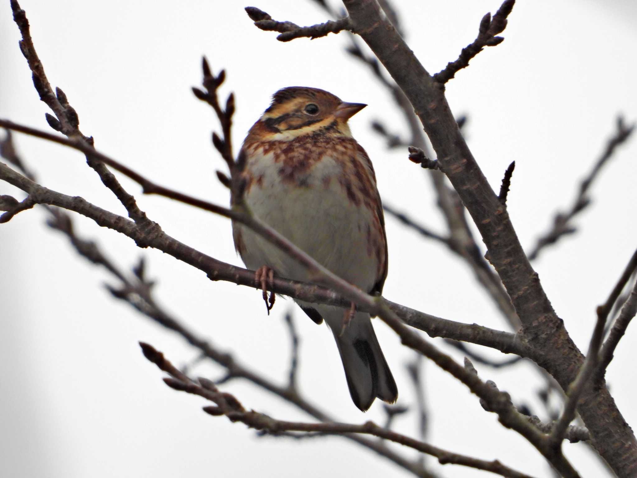 Rustic Bunting