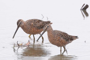 Long-billed Dowitcher 草津市 Fri, 4/15/2022