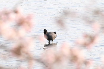 オオバン 草津市 2019年4月7日(日)