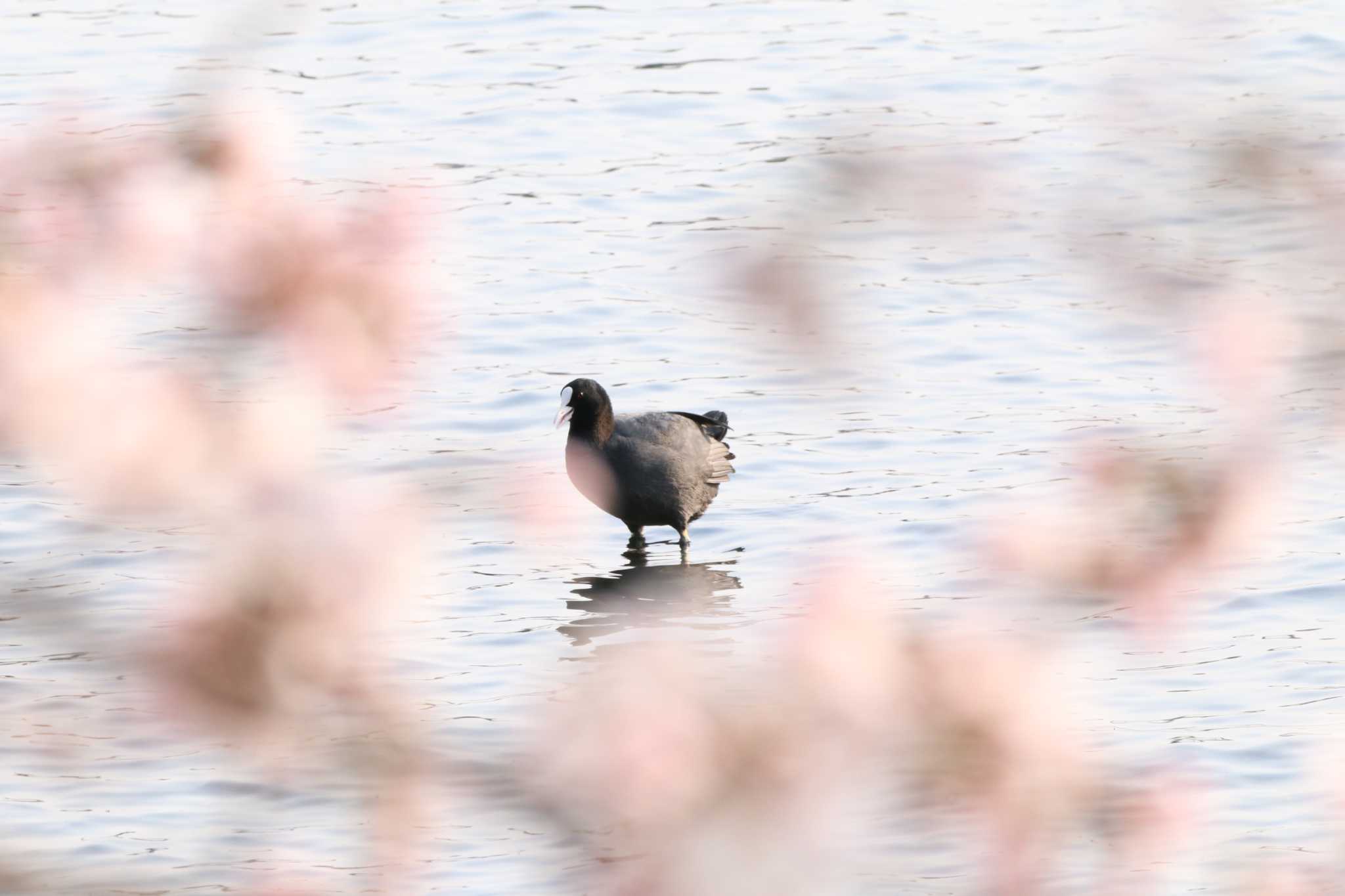 草津市 オオバンの写真 by minonono