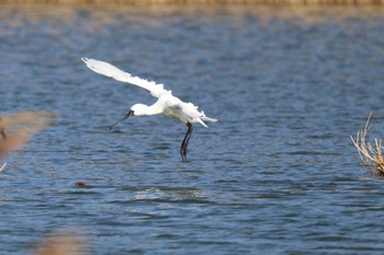 クロツラヘラサギ 葛西臨海公園 2024年3月20日(水)